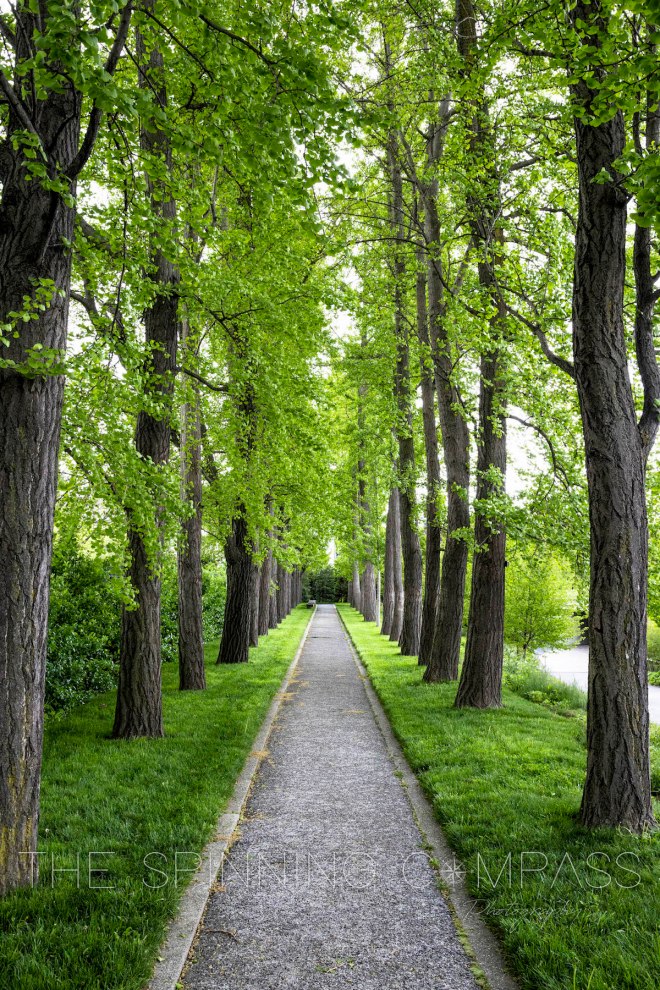 Lush green tree-lined path