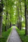 Lush green tree-lined path