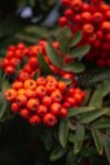 Red-orange berries on a tree
